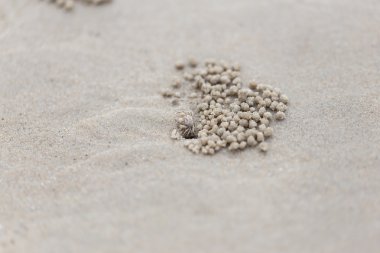 Hayalet yengeç ve Kum Plajı üzerinde delik