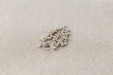 Hayalet yengeç ve Kum Plajı üzerinde delik