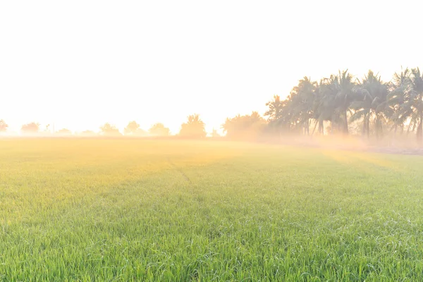 Рисовая ферма утром с туманом — стоковое фото