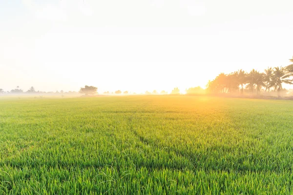 Granja de arroz por la mañana con niebla —  Fotos de Stock