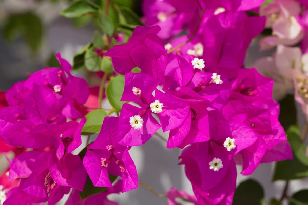 Roze bougainville en bladeren op onscherpe achtergrond — Stockfoto