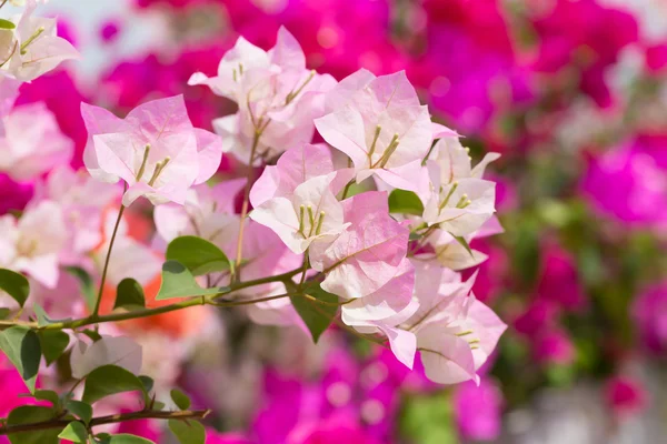 Pink bougainvillea flower — Stock Photo, Image