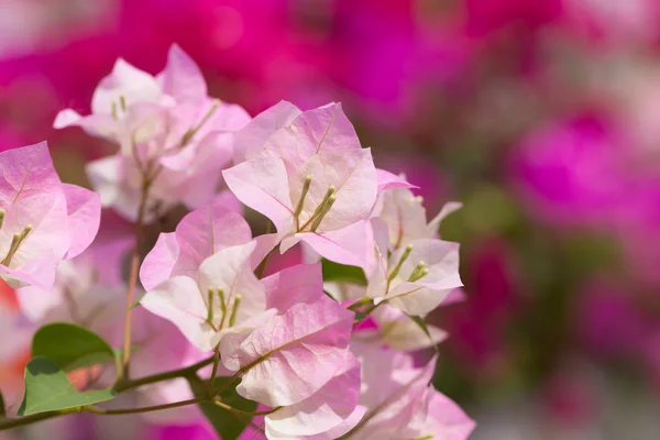 Pink bougainvillea flower — Stock Photo, Image