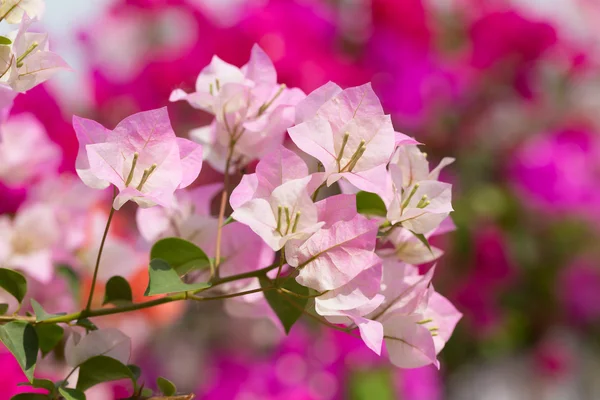 Pink bougainvillea flower — Stock Photo, Image