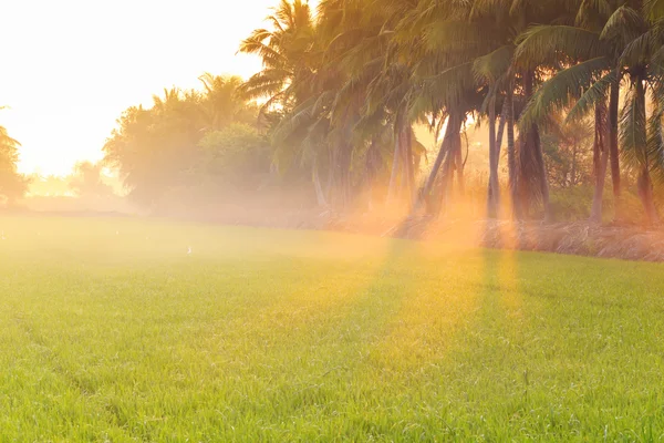 椰子树和光线的光，在稻田 免版税图库图片
