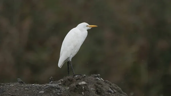 Great egret (Ardea alba), also known as the common egret, large egret, or (in the Old World) great white egret or great white heron in winter, Azerbaijan