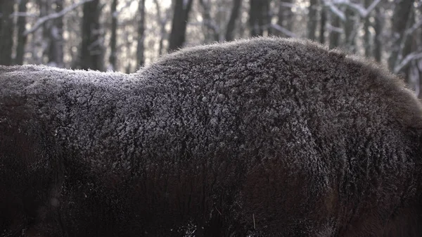 European bison (Bison bonasus) or the European wood bison, also known as the wisent or zubr in Biaowiea Forest