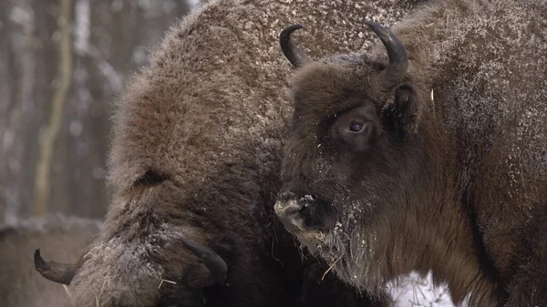 European bison (Bison bonasus) or the European wood bison, also known as the wisent or zubr in Biaowiea Forest
