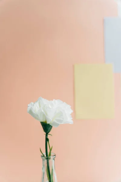 Minimum Odada Cam Vazoda Beyaz Çiçek Dikey Çekim — Stok fotoğraf