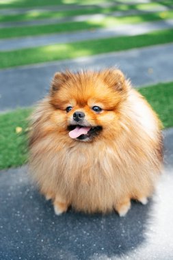Köpek Pomeranian tükürüğü parkta dil çıkartıyor..