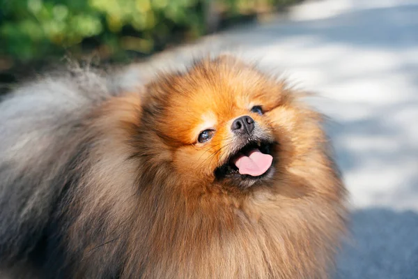 Pomerania Spitz Dog Passeggiare Nel Parco Con Felicità — Foto Stock