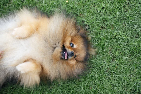 Top view - pomeranian spitz dog lying on green meadow field.