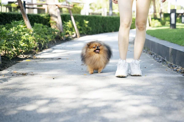 Pemilik Dan Anjing Spitz Pomeranian Berjalan Bersama Sekitar Halaman Belakang — Stok Foto