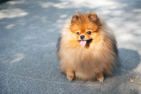 행복하게 공원을 산책하는 포메라니안 개썰매 — 스톡 사진