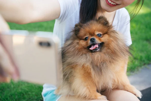 Pommersche Spitzhündin Und Asiatische Besitzerin Fotografieren Gemeinsam Mit Smartphone — Stockfoto