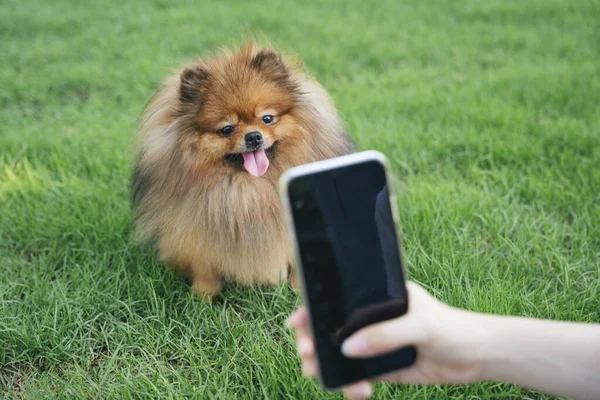 Owner Woman Taking Photo Her Dog Smartphone Park — Stock Photo, Image