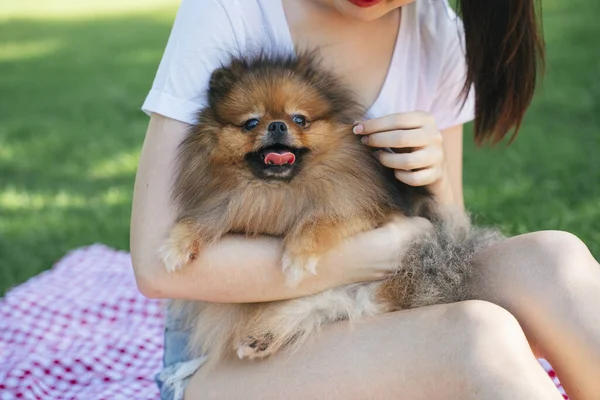 Großaufnahme Porträt Von Herrchen Und Pommernspitzhund Park — Stockfoto