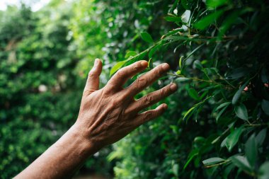 Bahçedeki yeşil bitki yaprağına dokunan yaşlı bir adamın eli.