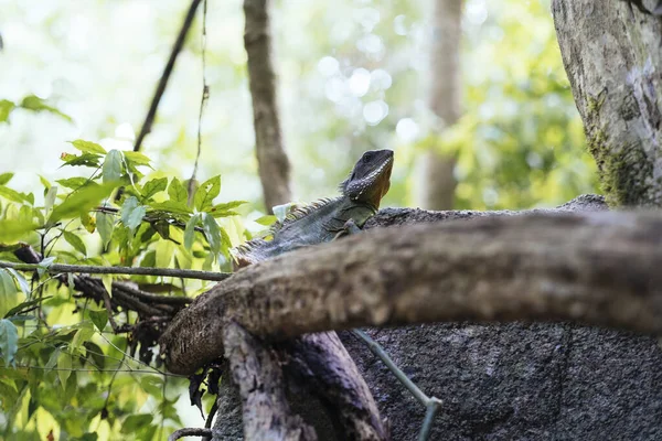 A little tree lizard stay still on the tree in the forest.