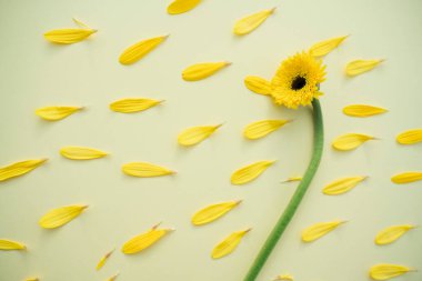 Sarı ayçiçeği yaprakları rüzgarla birlikte uçuyor. Açma mevsimi.