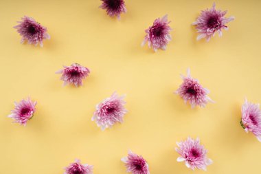 Üst manzara - sarı arkaplan üzerinde mor çiçek. Boşluğu kopyala.