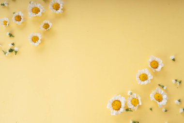 Sarı arka planı olan beyaz bahar çiçeği. Yapılandır ve uzayı kopyala.