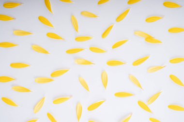 Beyaz arka planda ayçiçeği yaprağı ve polen. Gelişim konsepti.