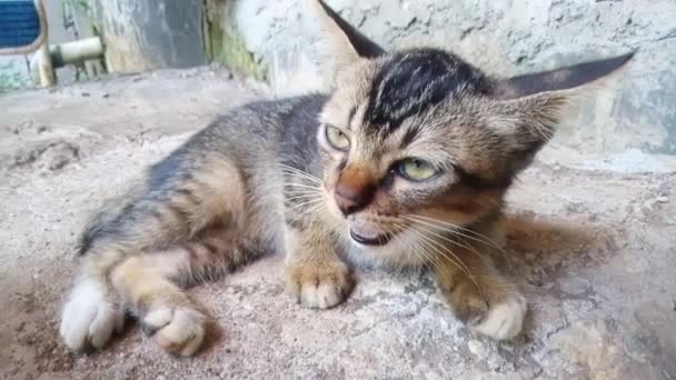 Pequeno Gato Bonito Chorando Por Atenção — Vídeo de Stock