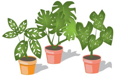 Kapalı Salon Sera Bitkileri