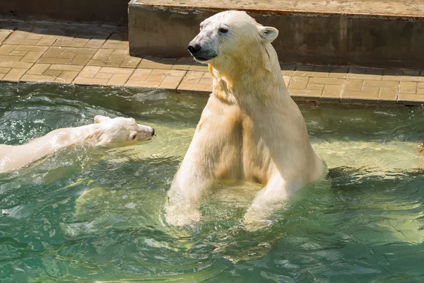 White polar bear in zoo Stock Photo