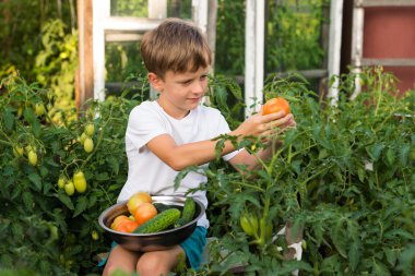 Çocuk sebze hasat toplamak