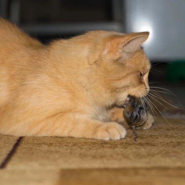 Червоний кіт спіймав сіру мишу — стокове фото