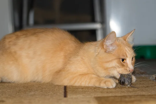 Gato vermelho pegou um mouse cinza Imagens De Bancos De Imagens