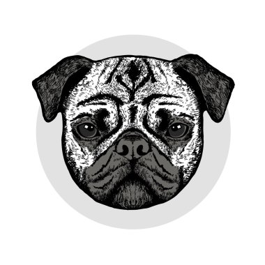 Grafik olarak şirin pug köpek