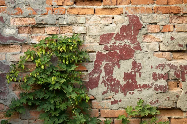 Mur Briques Ancien Endommagé Avec Plante Grimpante Naturelle — Photo