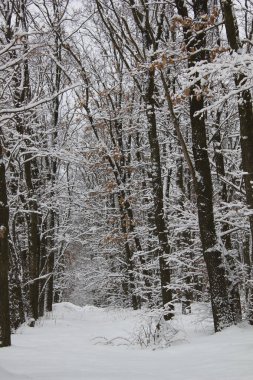 Kış parkında buzla kaplı güzel ağaçlar.