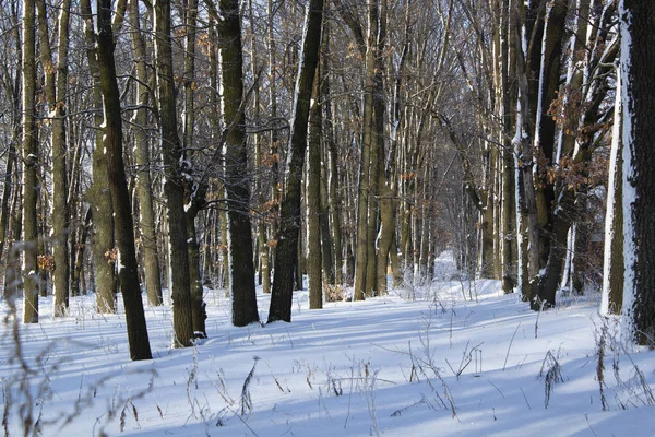 Winterbos Met Schaduwen Zonnige Avond Rustige Winter Natuur Landschap Stockafbeelding