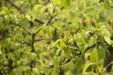 Meyve bahçesindeki ağaçtaki küçük armutlar