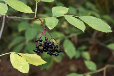 Ormanda bir yığın siyah mürver. Genel adı Sambucus nigra