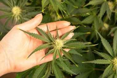 Kenevir çiçekleri ve yapraklar elinde.