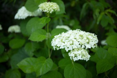 Bahçede çiçek açan beyaz ortanca çalısı