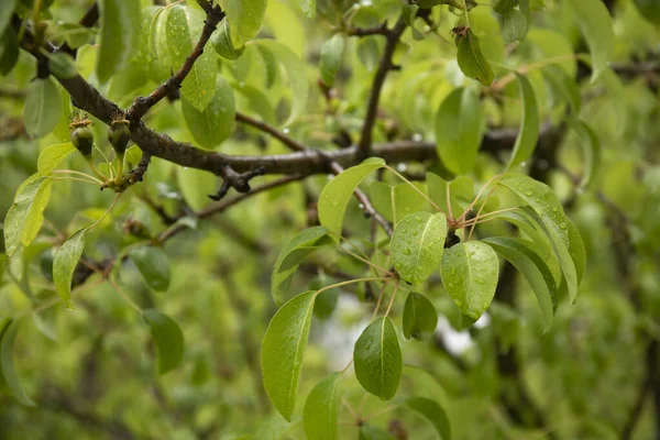 Små Päron Träd Fruktträdgård — Stockfoto