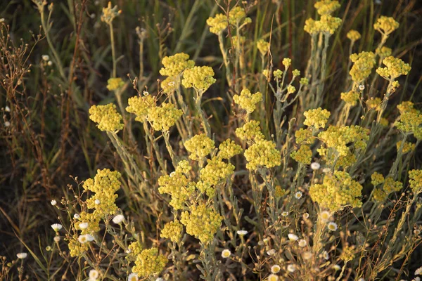 Elicriso Arenario Nano Everlast Immortelle Fiori Gialli Primo Piano — Foto Stock