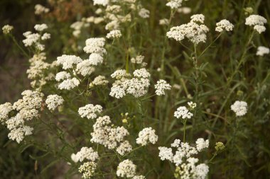 Şifalı yabani ot Yarrow Achillea Millefolium. Çiçek açarken ki bitki.