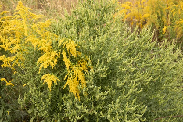 Flowering Ragweed Goldenrod Allergen Plants Growing Together — Stock Photo, Image