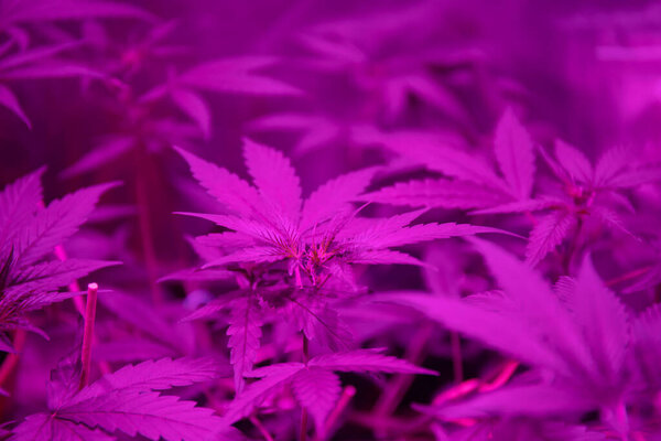 Medical cannabis growing in ultraviolet fluorescent light