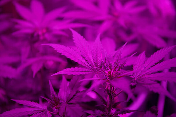 Medical cannabis growing in ultraviolet fluorescent light