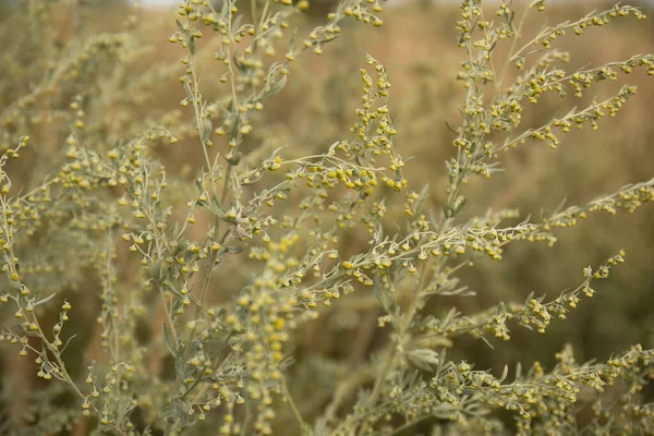 Fioritura Artemisia Assenzio Pianta Base Erbe Ravvicinata Campo — Foto Stock