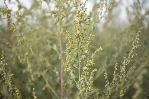 Fioritura Artemisia Assenzio Pianta Base Erbe Ravvicinata Campo — Foto Stock