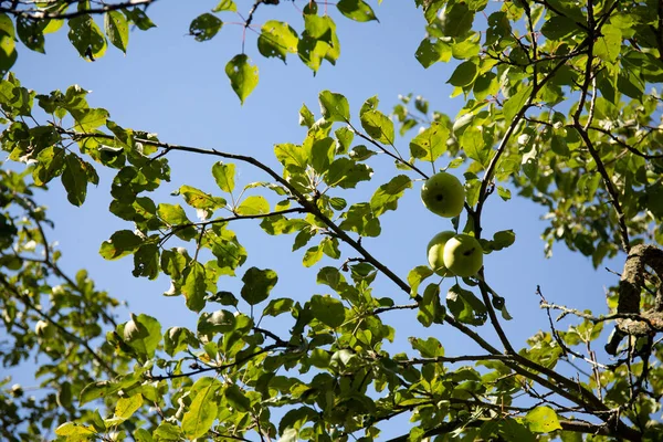Yeşil Yapraklı Elma Dalı Mavi Gökyüzü Arka Planında Meyveler — Stok fotoğraf